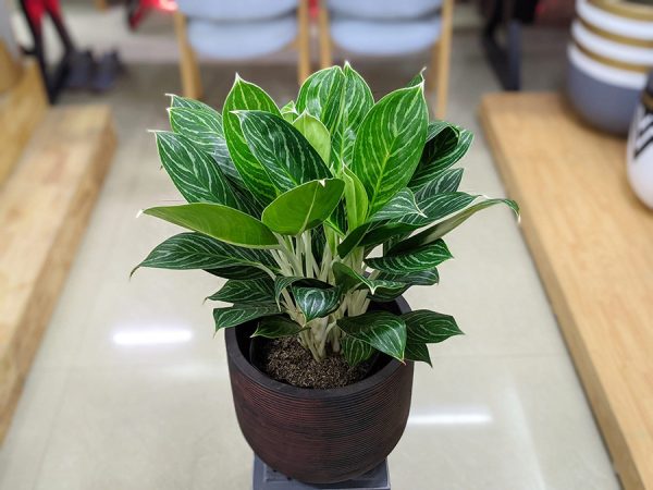 Bạch mã hoàng tử (Aglaonema white)