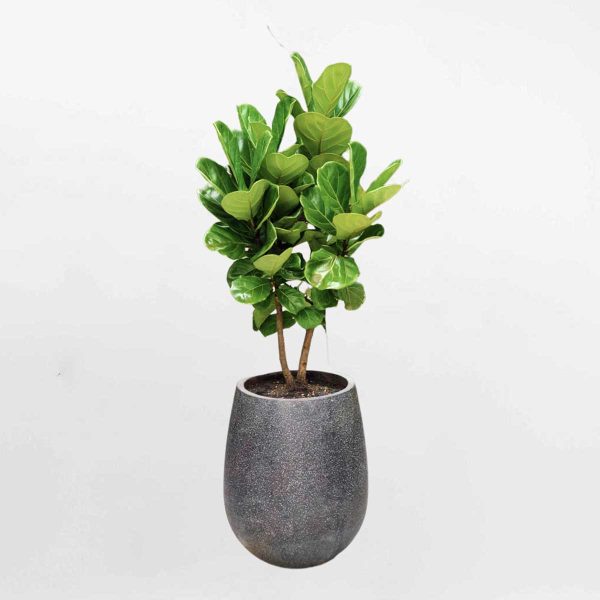 Bàng Singapore (cỡ nhỏ)