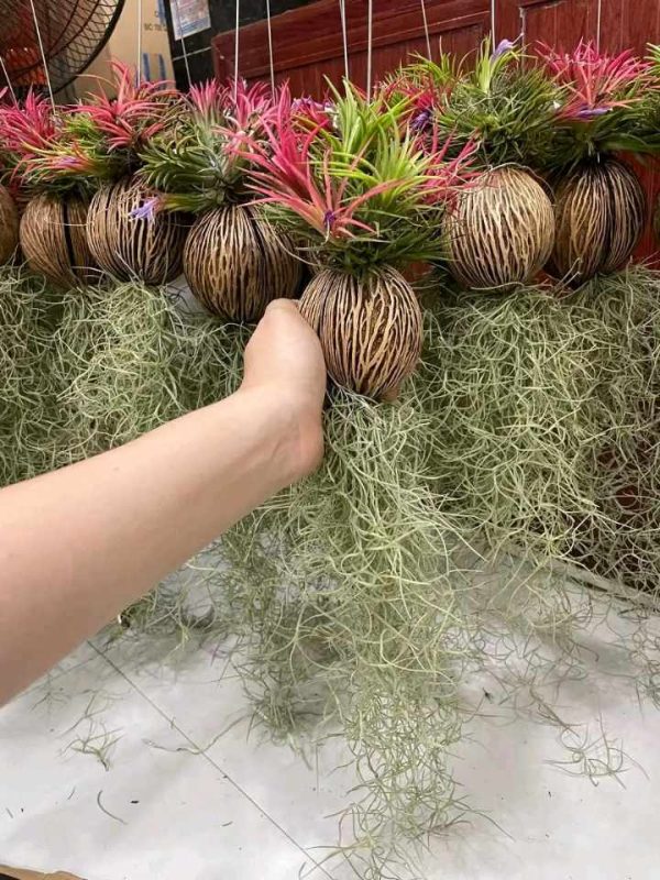 Air Plant (Cây không khí)