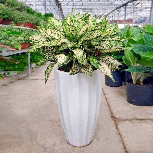 Kim ngân lớn (Cây tiền tài)