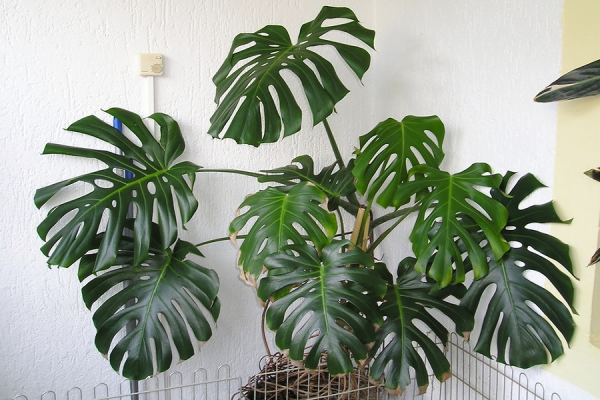 Trầu bà lá xẻ lớn (Monstera Deliciosa)