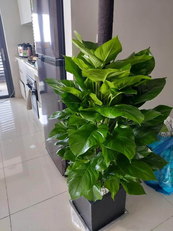 Trầu Bà  Leo Cột